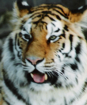 Tiger TigerII