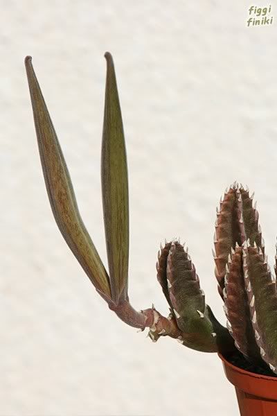 http://img.photobucket.com/albums/v11/figra/asclep/stapelia_hirsuta3.jpg