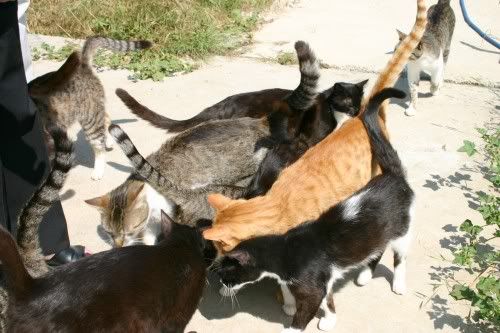 http://img.photobucket.com/albums/v11/figra/hadera/kucha_koshek.jpg