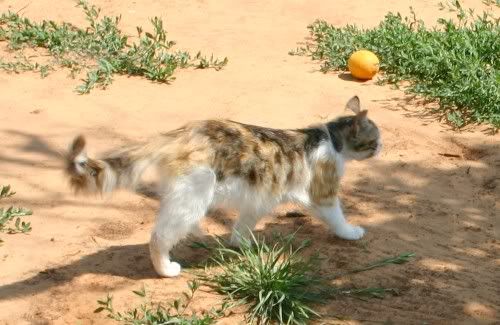 http://img.photobucket.com/albums/v11/figra/hadera/tricolor.jpg