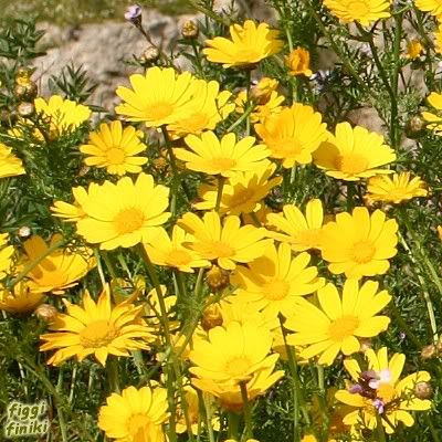 http://img.photobucket.com/albums/v11/figra/iflora/chrysanthemum_coronarium.jpg