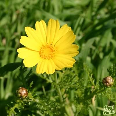 http://img.photobucket.com/albums/v11/figra/iflora/chrysanthemum_coronarium1.jpg
