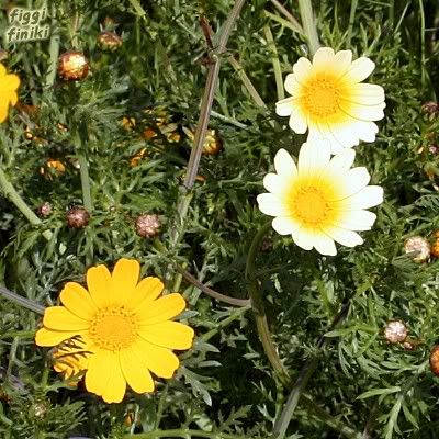 http://img.photobucket.com/albums/v11/figra/iflora/chrysanthemum_coronarium3.jpg