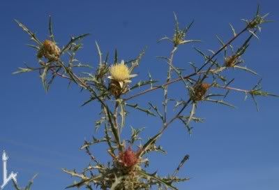 http://img.photobucket.com/albums/v11/figra/iflora/chuzhie/atractylis_carduus-11-1.jpg