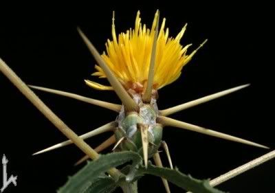 http://img.photobucket.com/albums/v11/figra/iflora/chuzhie/centaurea_hyalolepis-11-1.jpg