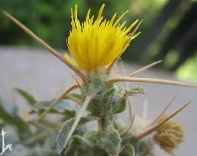 http://img.photobucket.com/albums/v11/figra/iflora/chuzhie/centaurea_procurrens-11-1.jpg