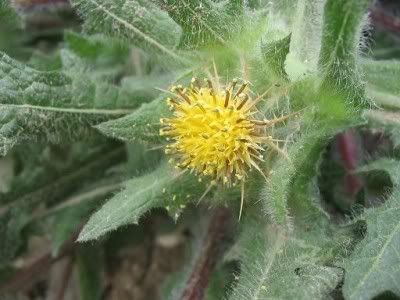 http://img.photobucket.com/albums/v11/figra/iflora/chuzhie/cnicus_benedictus-11-1.jpg