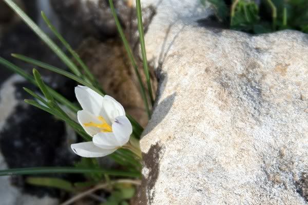http://img.photobucket.com/albums/v11/figra/iflora/crocus_aleppicus2.jpg