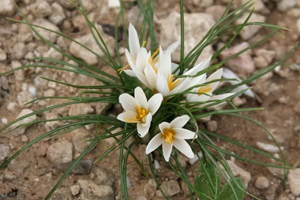 http://img.photobucket.com/albums/v11/figra/iflora/crocus_aleppicus3.jpg