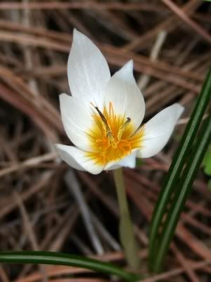 http://img.photobucket.com/albums/v11/figra/iflora/crocus_hyemalis.jpg