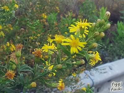 http://img.photobucket.com/albums/v11/figra/iflora/dittrichia_viscosa1.jpg