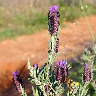 http://img.photobucket.com/albums/v11/figra/iflora/lavandula_stoechas1.jpg