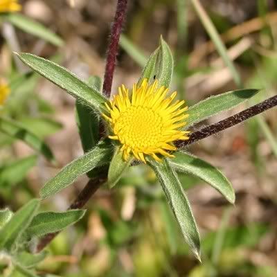 http://img.photobucket.com/albums/v11/figra/iflora/pallenis_spinosa2.jpg