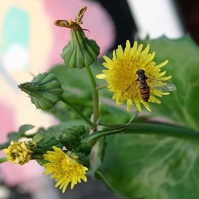 http://img.photobucket.com/albums/v11/figra/iflora/sonchus_oleraceus1.jpg