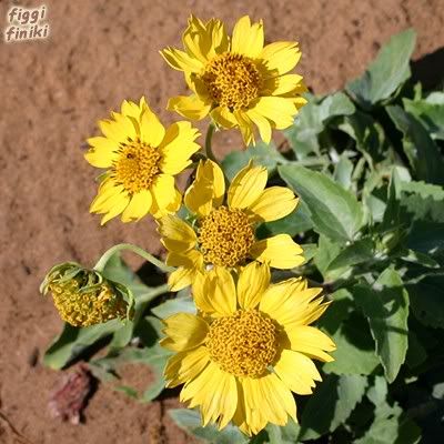 http://img.photobucket.com/albums/v11/figra/iflora/verbesina_encelioides1.jpg