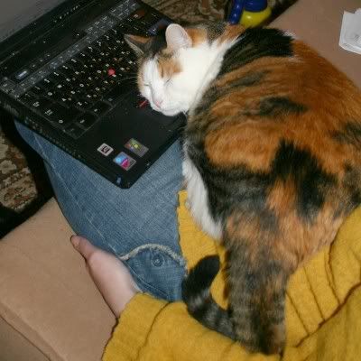 http://img.photobucket.com/albums/v11/figra/kot/maruda_udobno.jpg