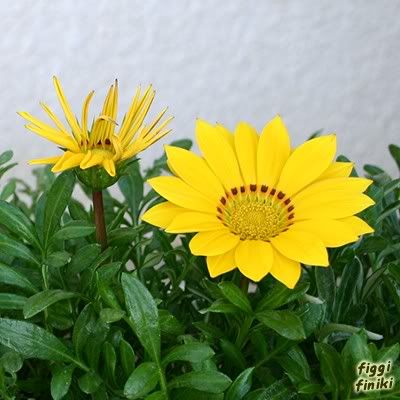http://img.photobucket.com/albums/v11/figra/zelen/gazania1.jpg