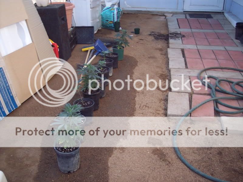 Bathtub Weed Cannabis Growing Outdoors International Cannagraphic