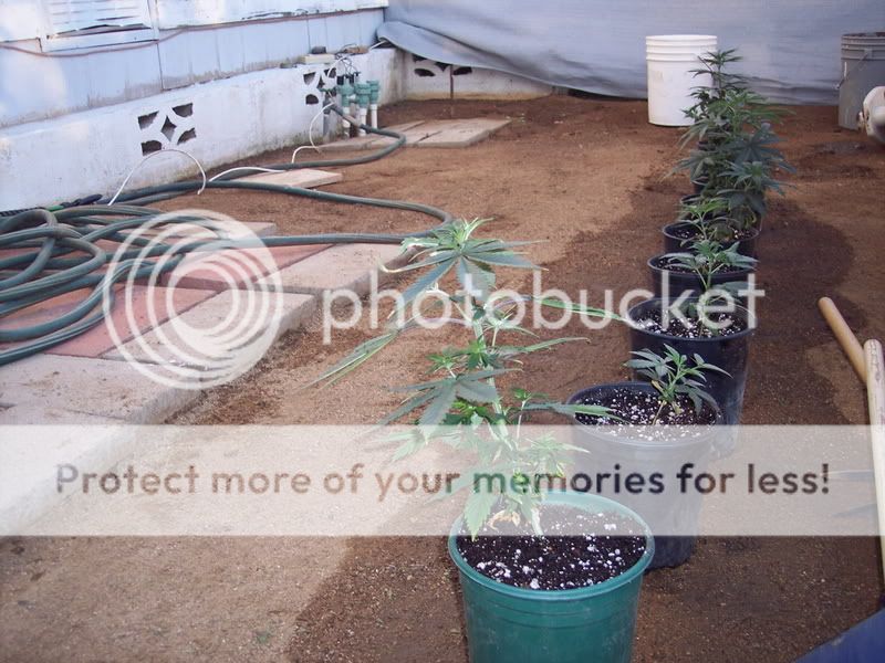Bathtub Weed Cannabis Growing Outdoors International Cannagraphic