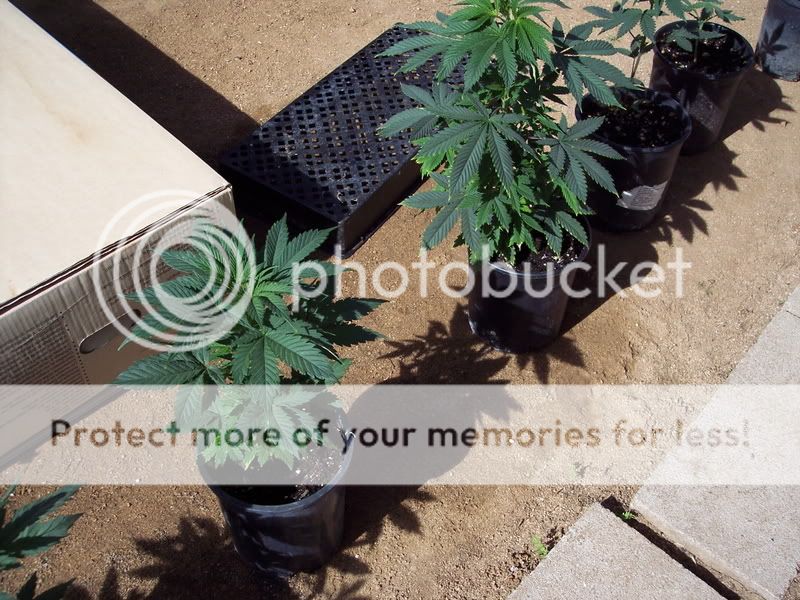 Bathtub Weed Cannabis Growing Outdoors International Cannagraphic