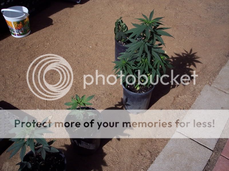 Bathtub Weed Cannabis Growing Outdoors International Cannagraphic