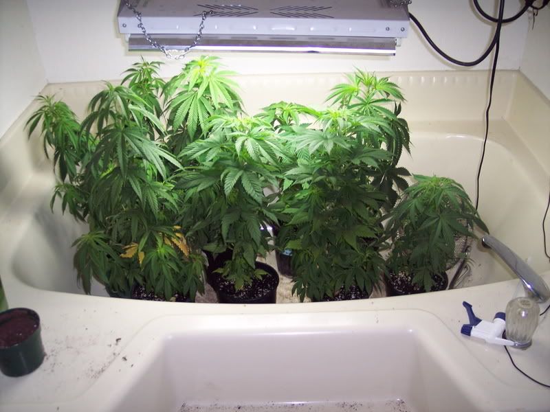 Bathtub Weed - Cannabis Growing Outdoors - International Cannagraphic ...