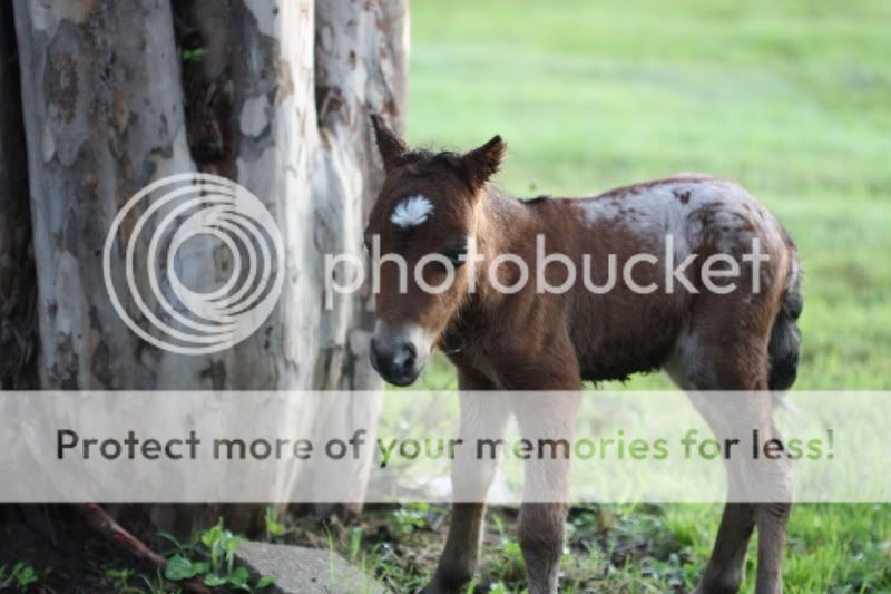 Pics and Update's on all the new foals? Picture193-2