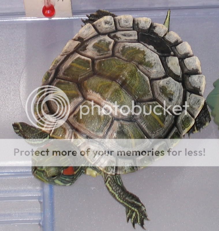 Top 96+ Pictures Why Is My Red Eared Slider Shell Turning White ...