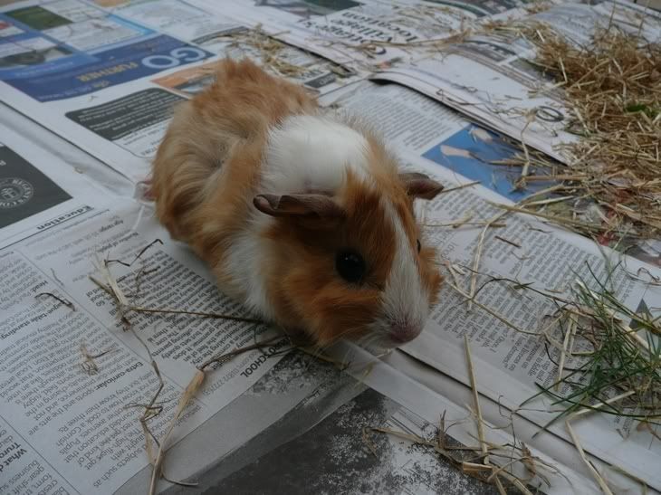 elsie1.jpg