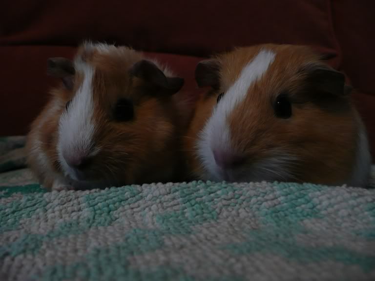 piggies1.jpg