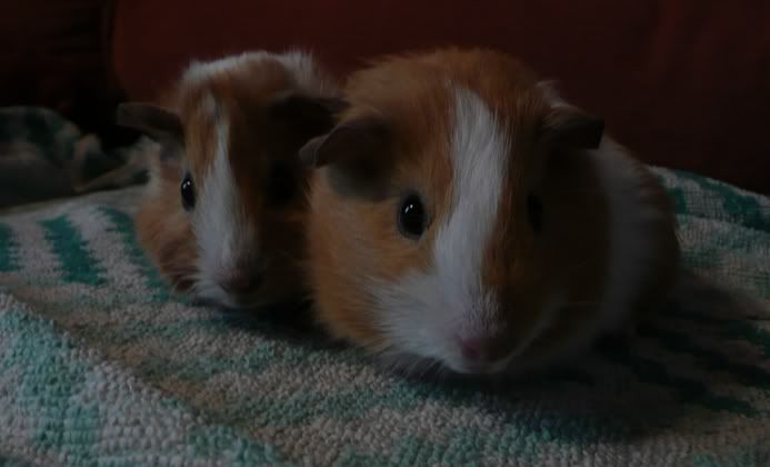 piggies2.jpg