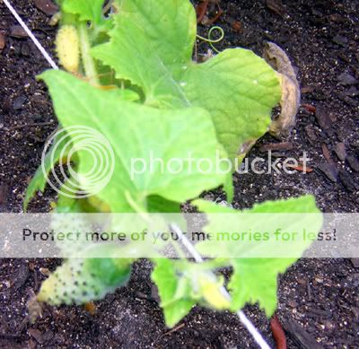 some updated pics.. Cucumbers