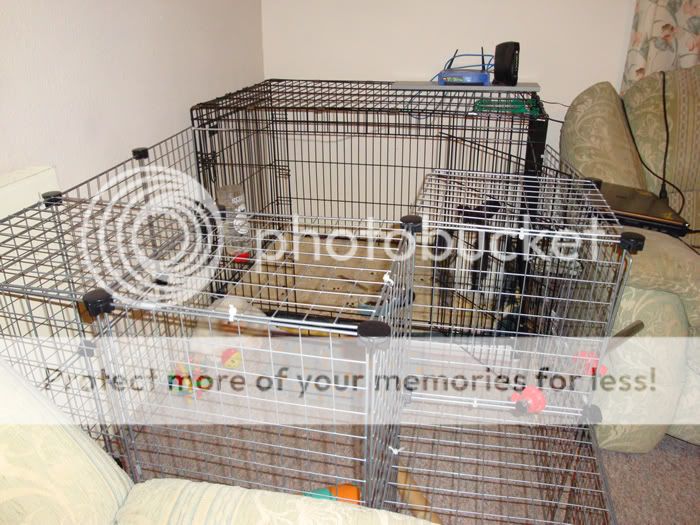 Minimum home measurements rescues require (Images added) Cage3x