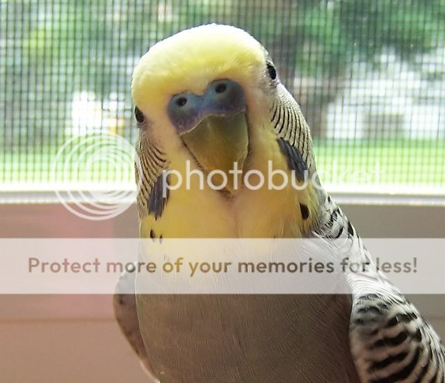 RIP Kokomo....my beautiful gray budgie - Talk Budgies Forums