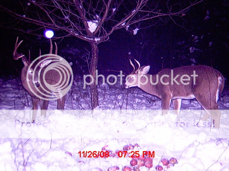 les gros sortent apres la saison de chasse.... Rougemont