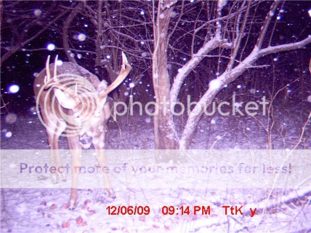 buck apres la chasse(vigil photo) Rigaud7