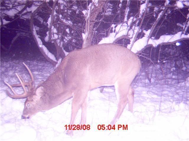 les gros sortent apres la saison de chasse.... Rougemont5