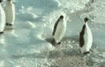 Gifs (Animaciones) Pinguinazo
