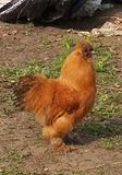 some chicken pics Th_Silkieroo1