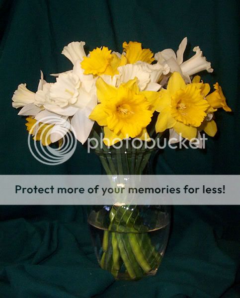 flowers Daffodils