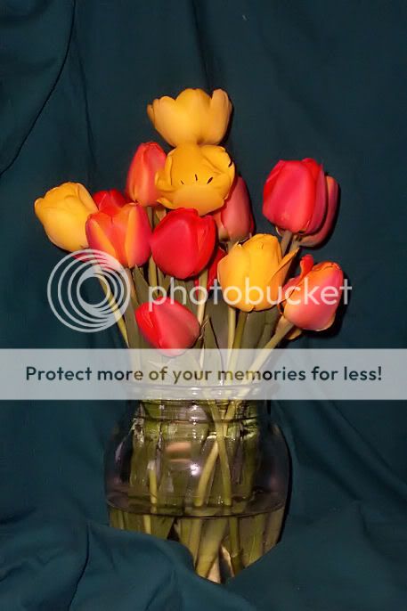 flowers Tulips
