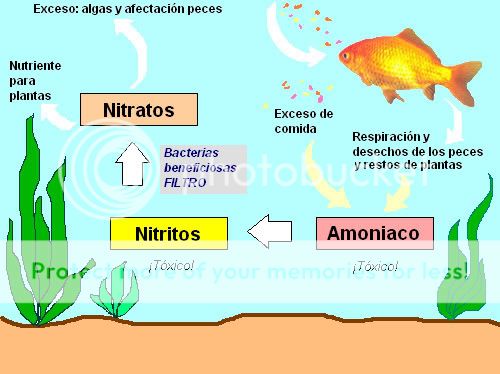 Guía básica de acuarios (mi primer acuario) parte III Ciclonitrogeno