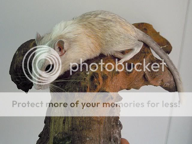 El primer silver nutmeg spotted (y Polar fox) Silvernut