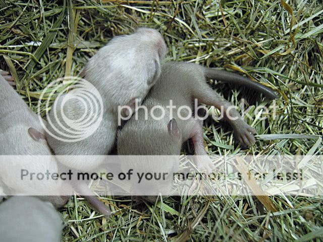 El primer silver nutmeg spotted (y Polar fox) Burmes
