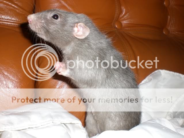 ratons male en bretagne CIMG3369