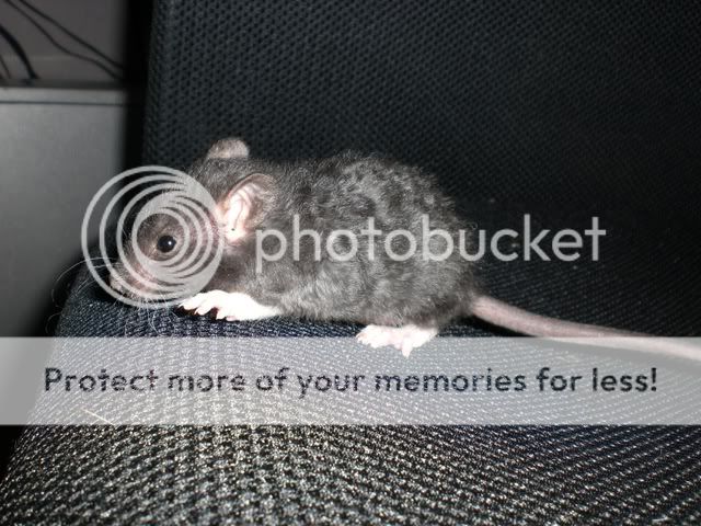 ratons male en bretagne CIMG4436