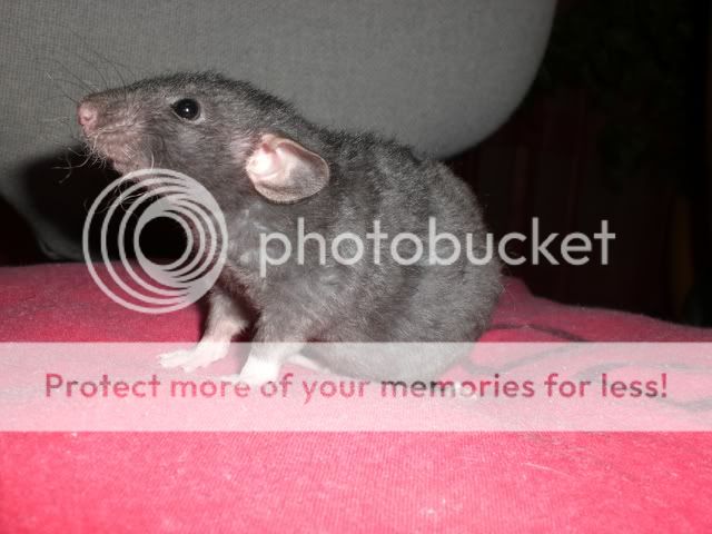 ratons male en bretagne CIMG4859