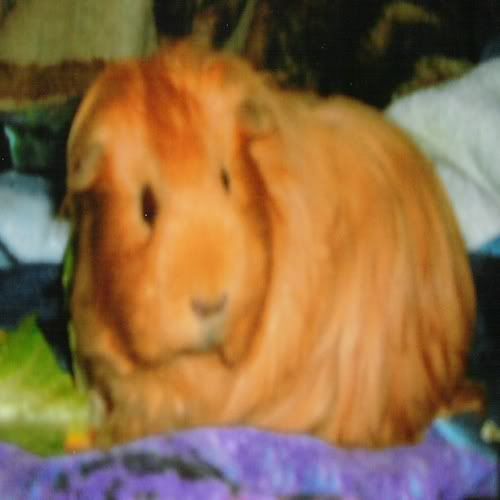 Chewy01.jpg