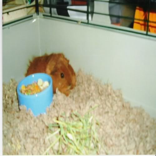 Chewy02.jpg