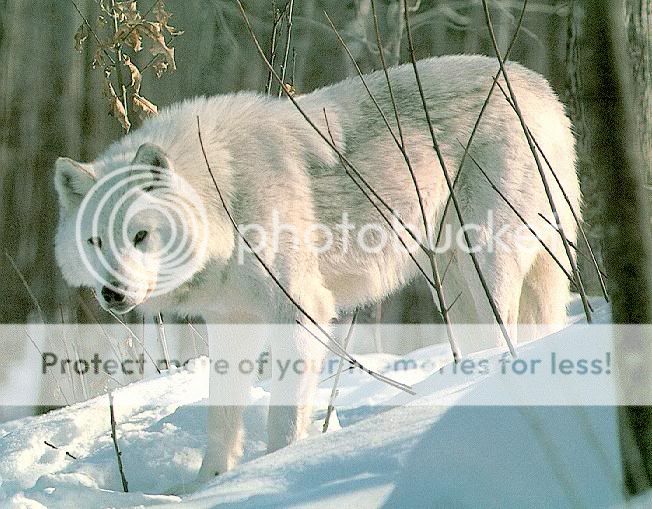 ice a wolf Wolf_White